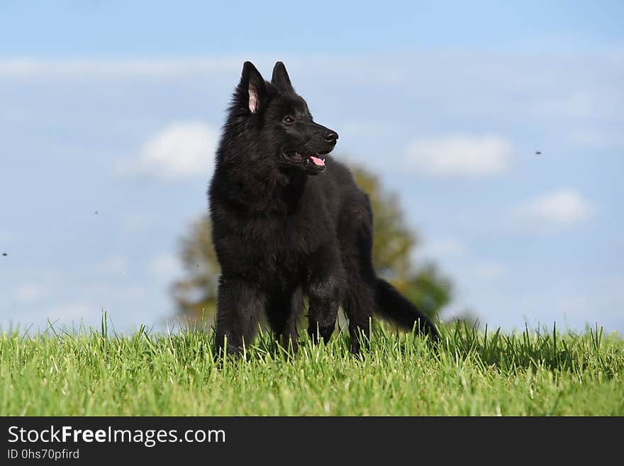 Dog, Dog Like Mammal, Old German Shepherd Dog, Dog Breed