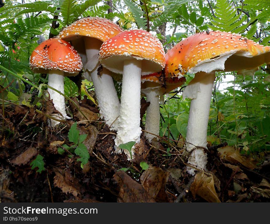 Fungus, Mushroom, Agaric, Agaricaceae