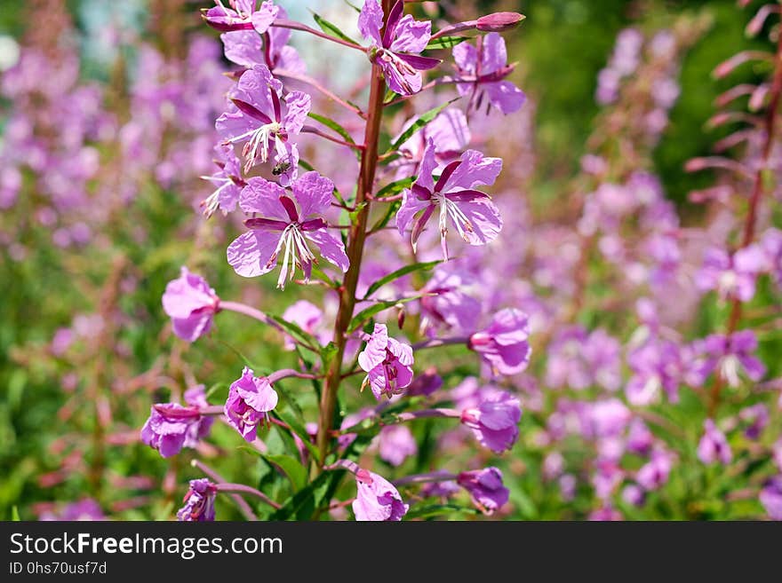 Plant, Flower, Flora, Flowering Plant