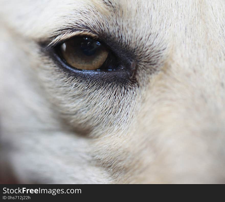 Eye, Nose, Dog Breed Group, Dog Breed