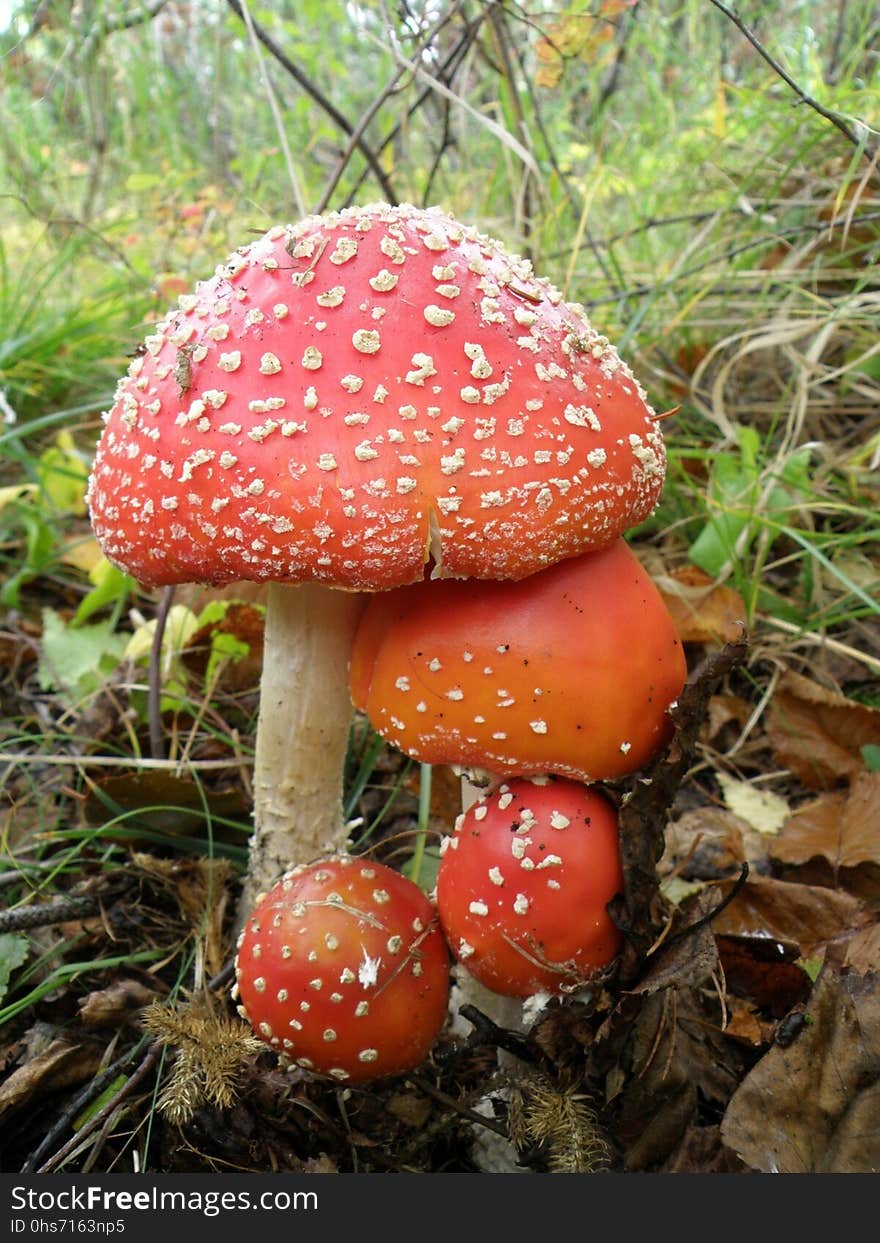 Mushroom, Fungus, Agaric, Edible Mushroom