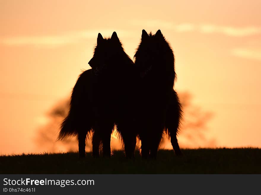 Silhouette, Sky, Sunrise, Sunset