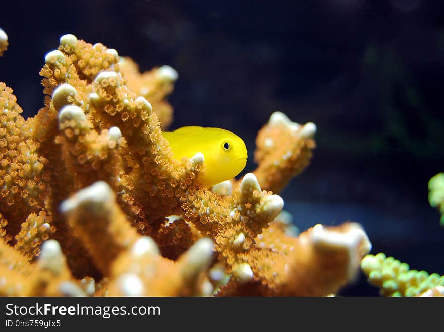 Coral, Marine Biology, Coral Reef, Underwater