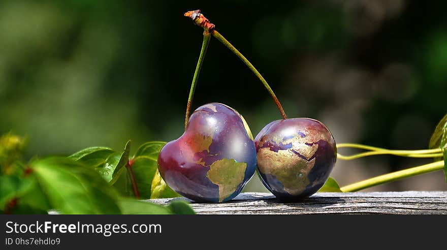 Fruit, Branch, Close Up, Cherry