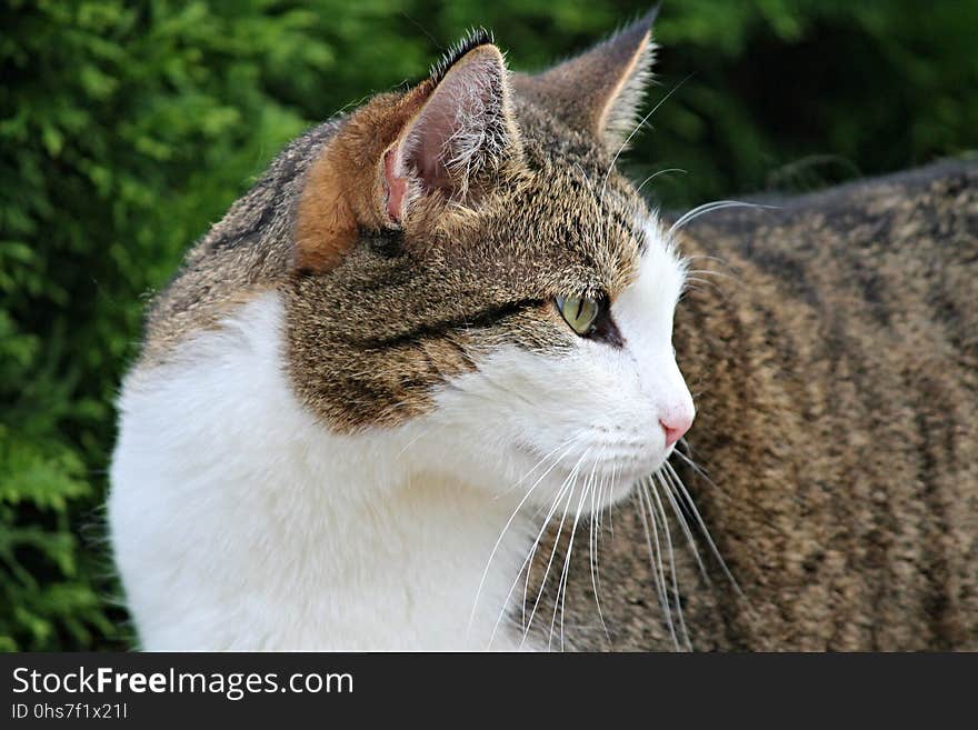 Cat, Fauna, Whiskers, Small To Medium Sized Cats