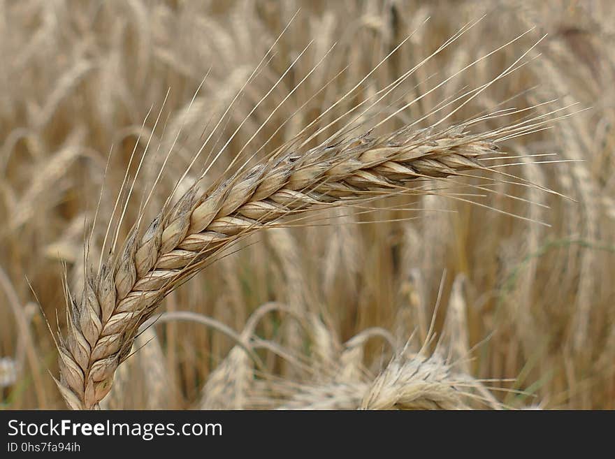 Food Grain, Triticale, Wheat, Rye