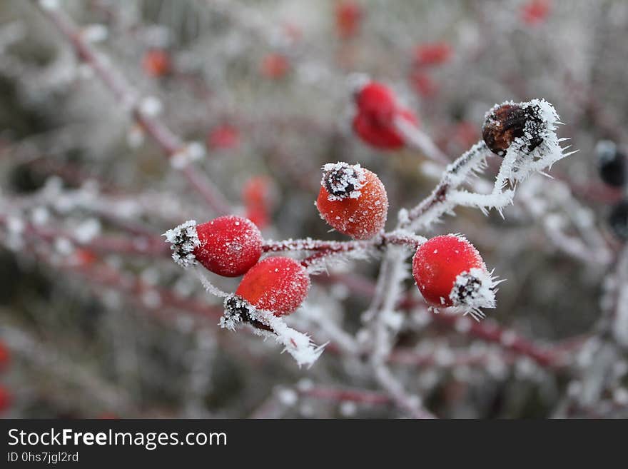 Rose Hip, Branch, Rowan, Winter