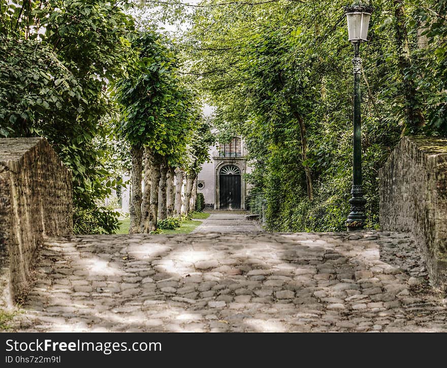 Path, Tree, Village, Woodland