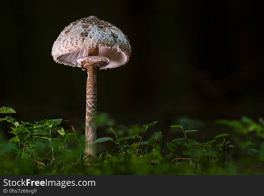 Mushroom, Fungus, Edible Mushroom, Agaricaceae