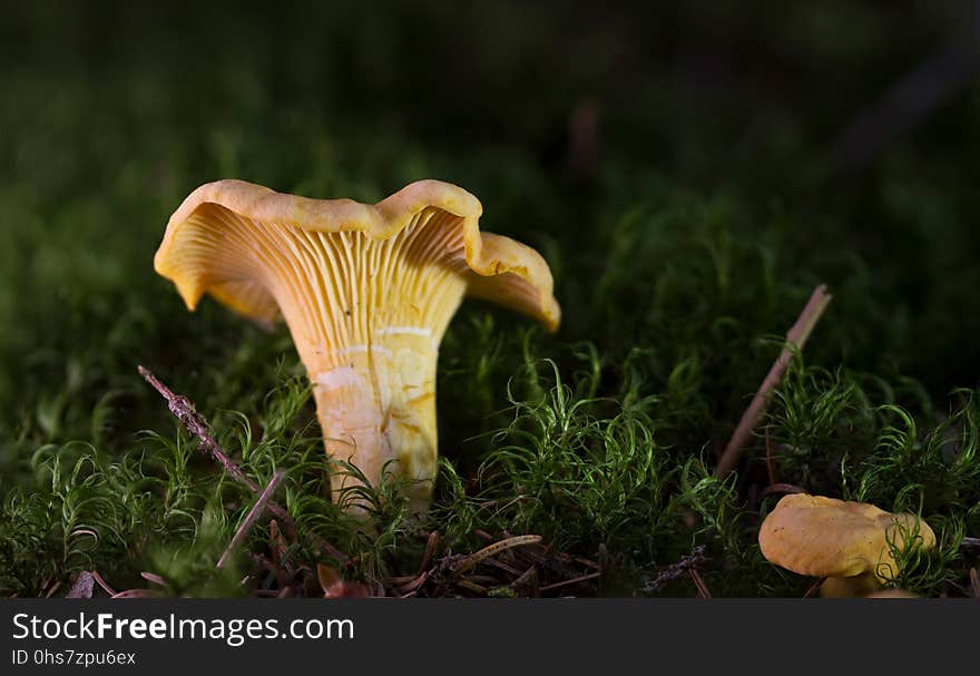 Fungus, Mushroom, Edible Mushroom, Agaricaceae