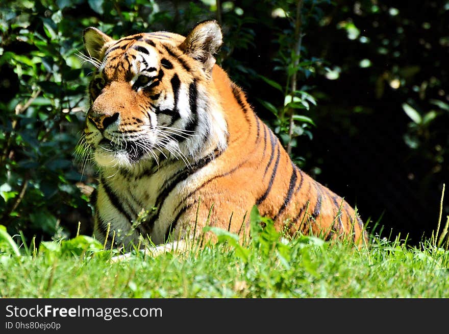 Wildlife, Tiger, Terrestrial Animal, Mammal