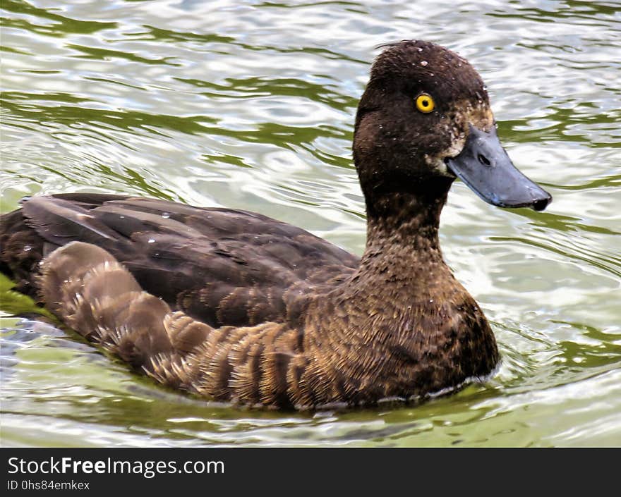 Duck, Bird, Fauna, Beak