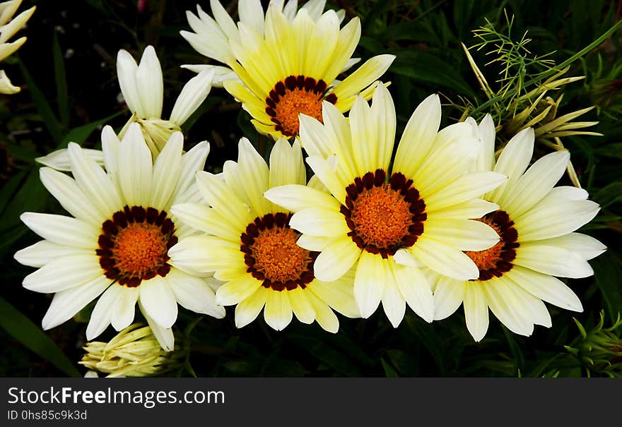 Flower, Oxeye Daisy, Plant, Flora