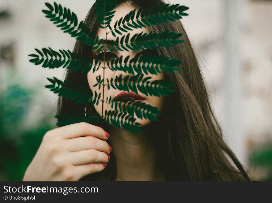 Green, Leaf, Close Up, Tree