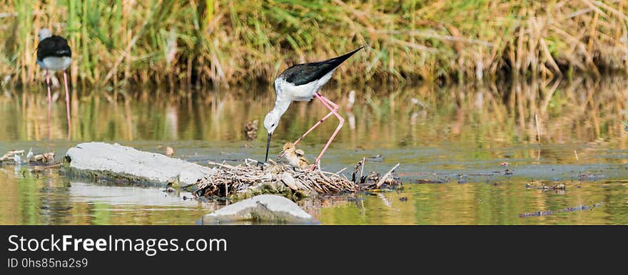 Bird, Ecosystem, Nature Reserve, Fauna