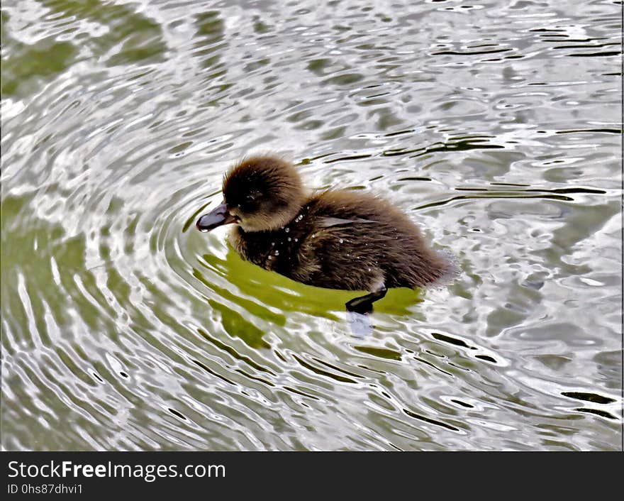 Bird, Duck, Fauna, Water