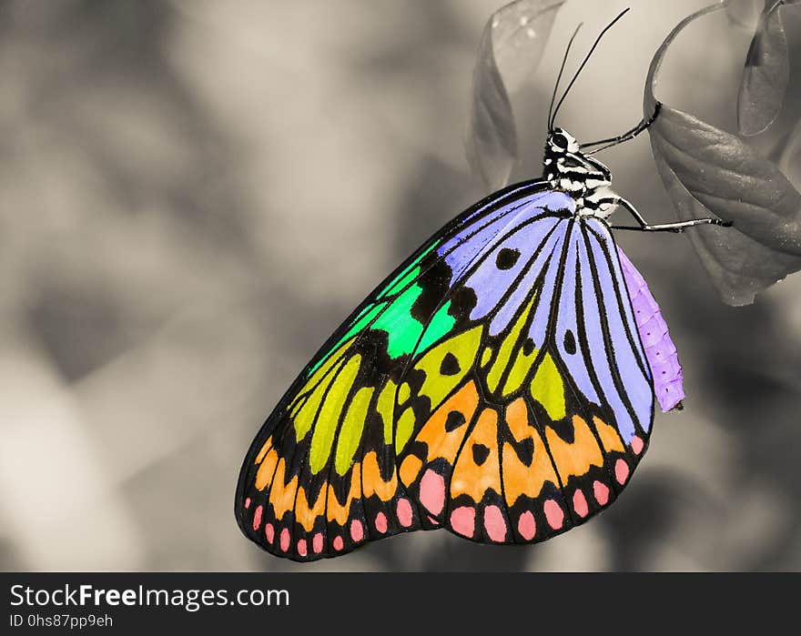 Butterfly, Moths And Butterflies, Monarch Butterfly, Insect