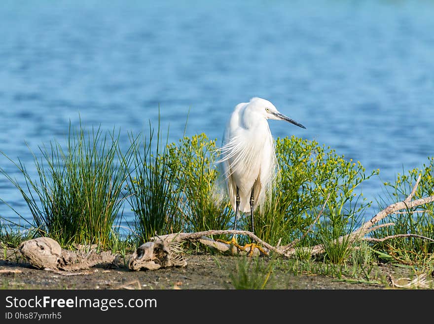 Bird, Ecosystem, Nature Reserve, Fauna