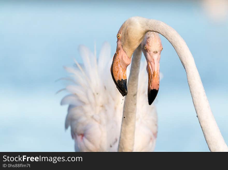 Bird, Water Bird, Beak, Fauna