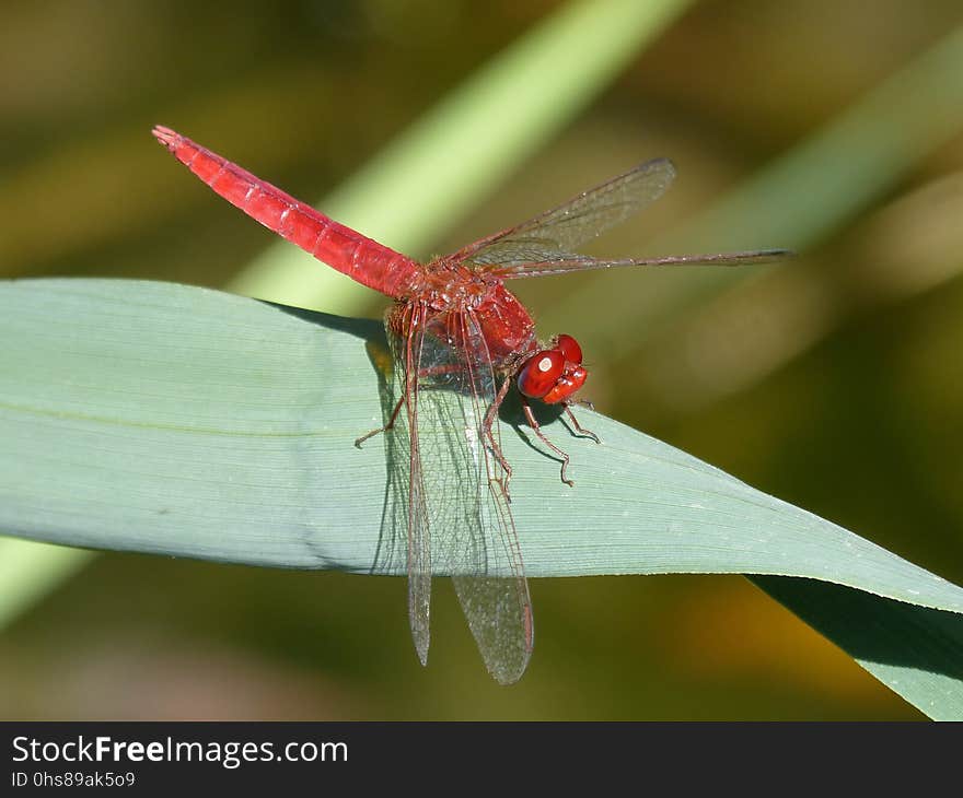 Insect, Dragonfly, Dragonflies And Damseflies, Invertebrate