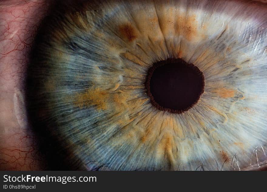 Eye, Iris, Close Up, Eyelash