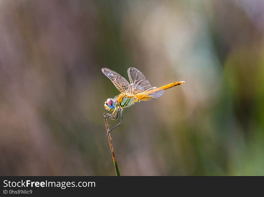 Dragonfly, Insect, Dragonflies And Damseflies, Damselfly