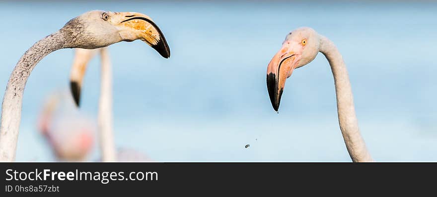 Beak, Flamingo, Water Bird, Bird