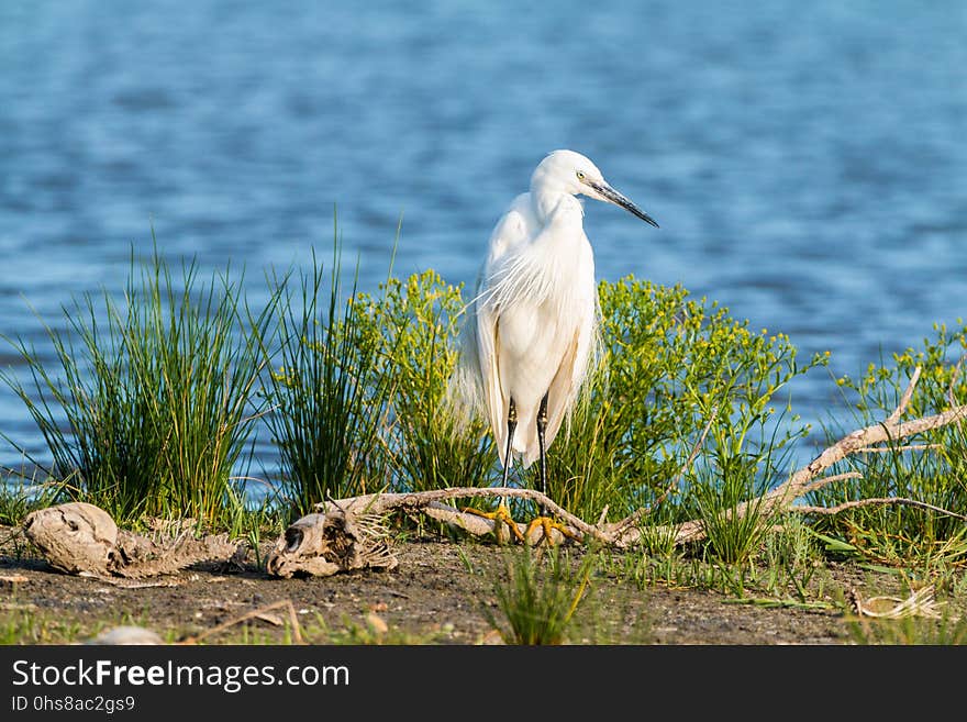 Bird, Ecosystem, Nature Reserve, Fauna