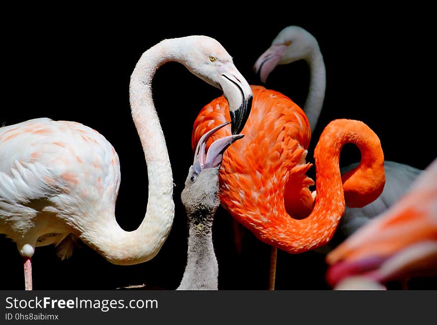 Flamingo, Water Bird, Beak, Organism