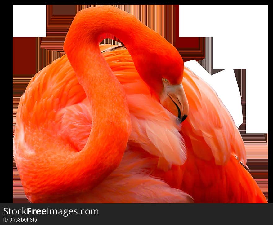 Flamingo, Orange, Vertebrate, Water Bird