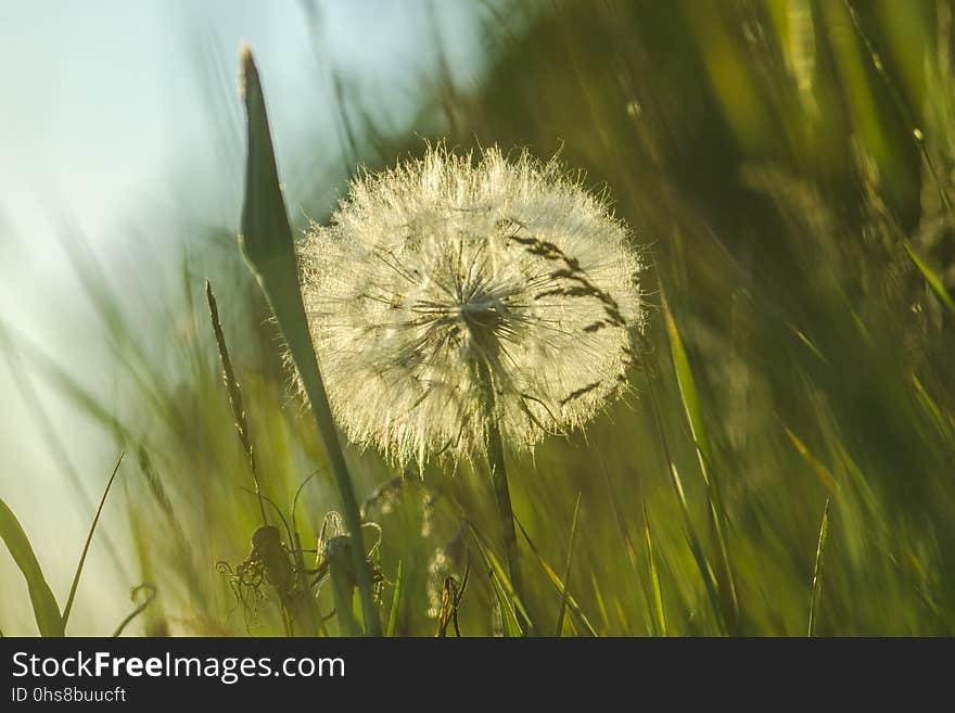 Dandelion, Vegetation, Flower, Grass