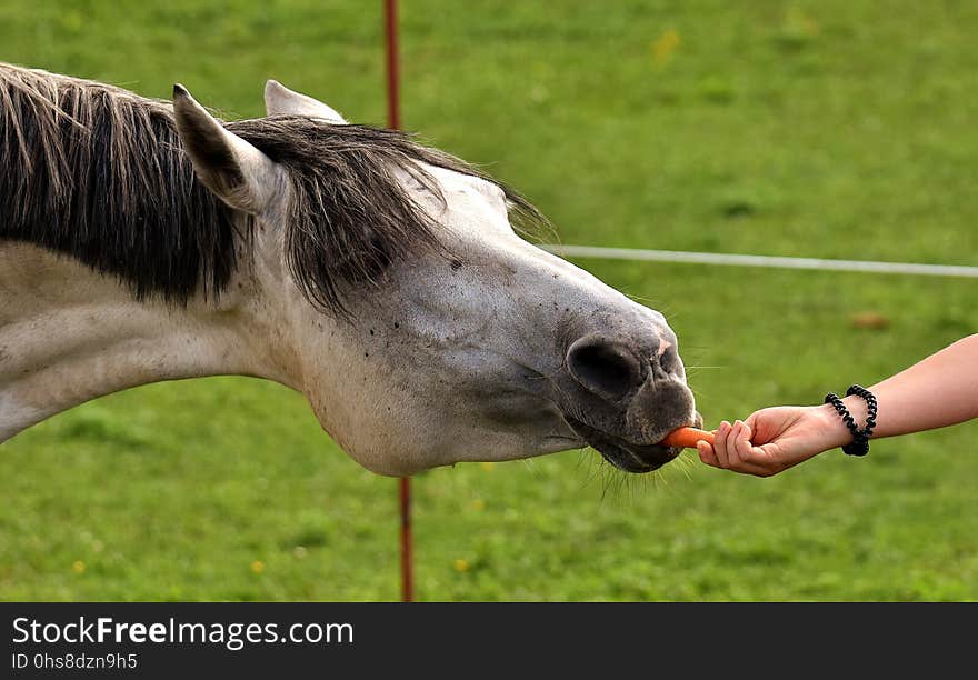 Horse, Mane, Horse Like Mammal, Grass