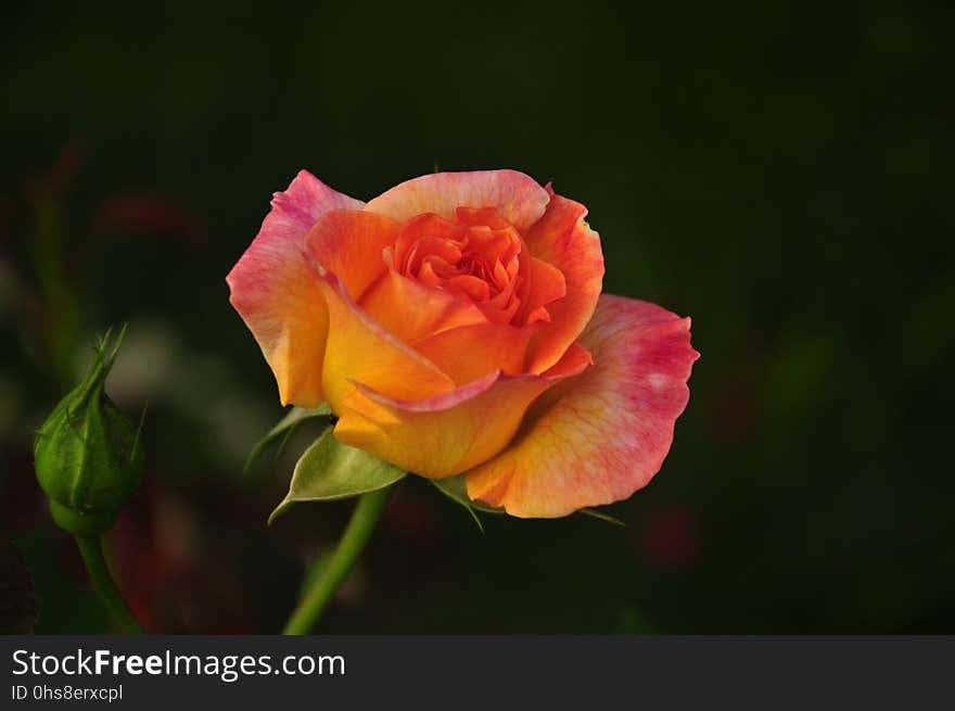 Flower, Rose, Rose Family, Floribunda