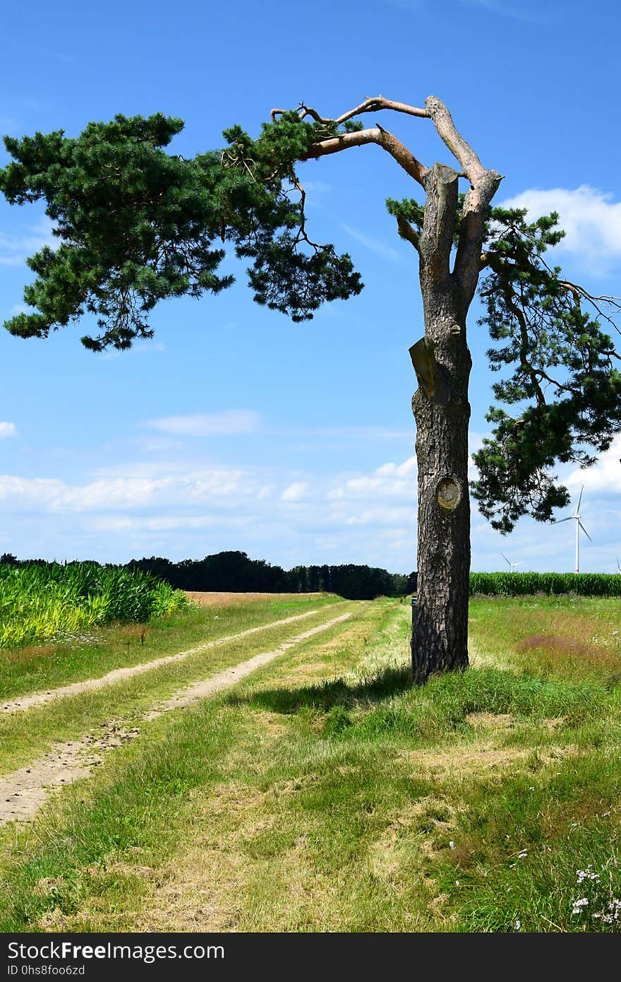 Tree, Sky, Woody Plant, Vegetation