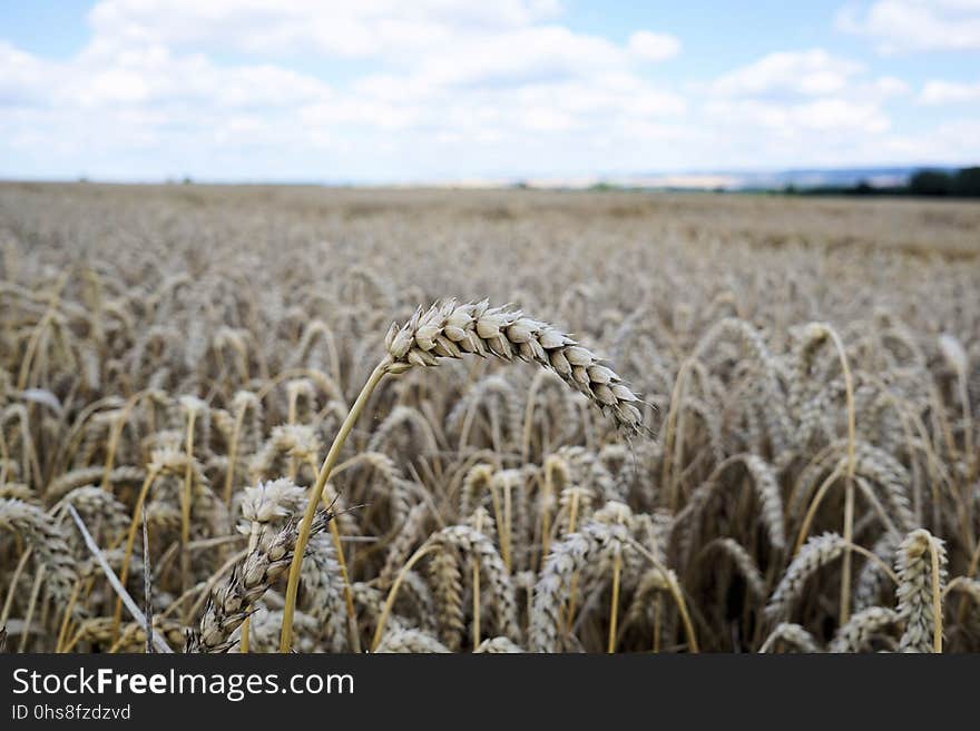 Crop, Wheat, Field, Grass Family