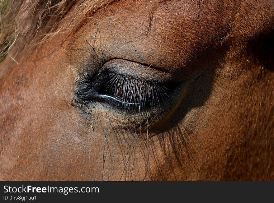 Eye, Mane, Nose, Close Up