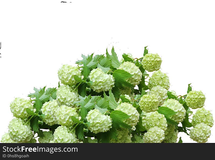 Flower, Plant, Hydrangea, Viburnum