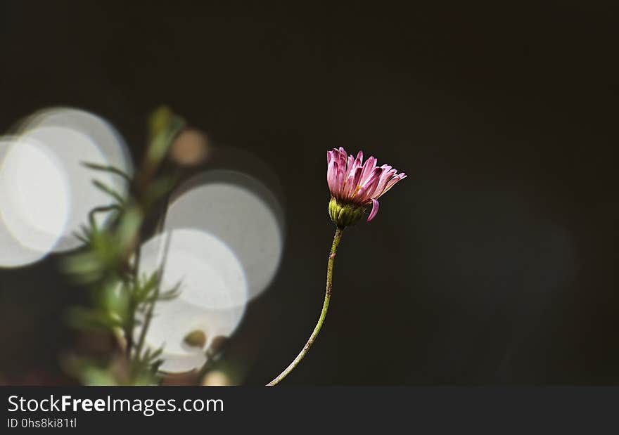 Flower, Flora, Plant, Close Up