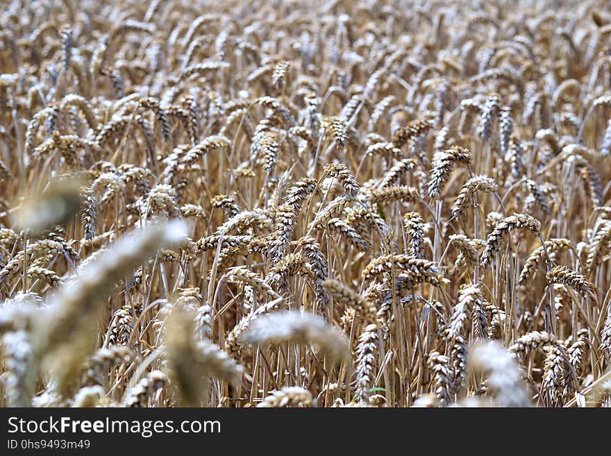 Grass Family, Wheat, Food Grain, Grain