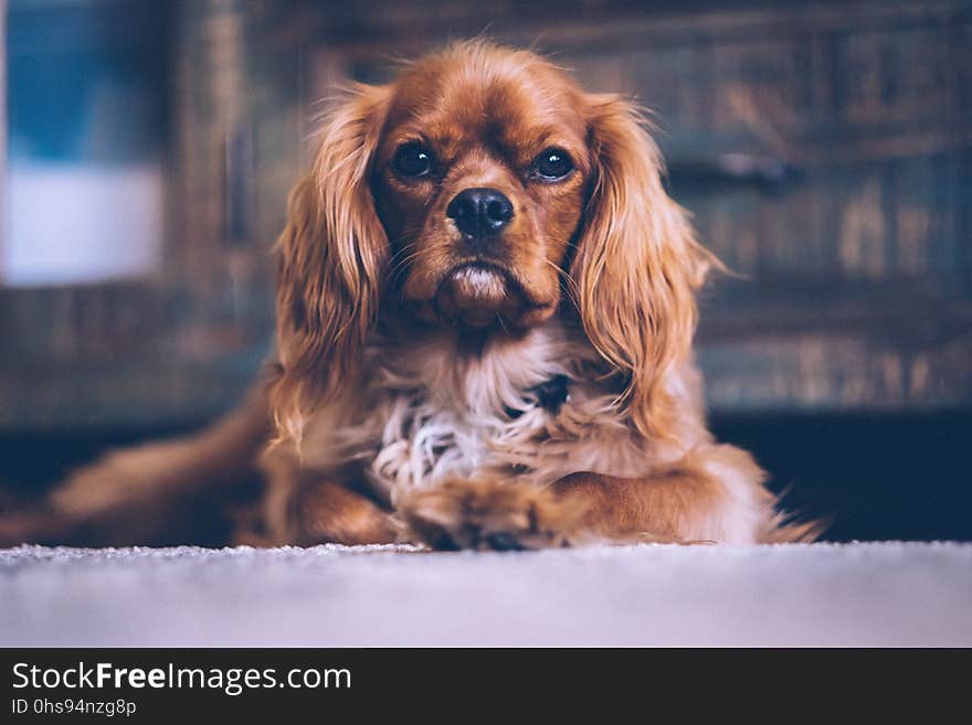 Dog, Dog Breed, Dog Like Mammal, Spaniel