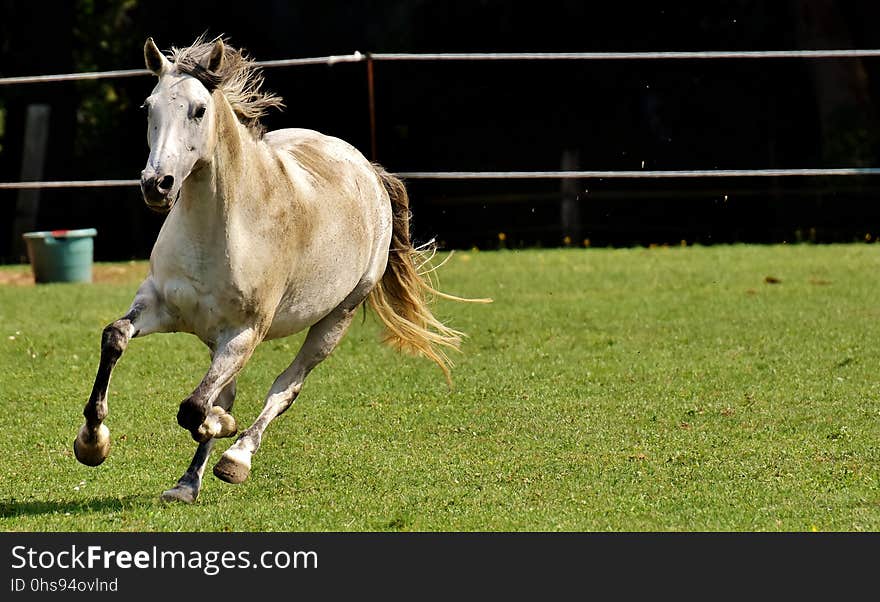 Horse, Mane, Horse Like Mammal, Pasture