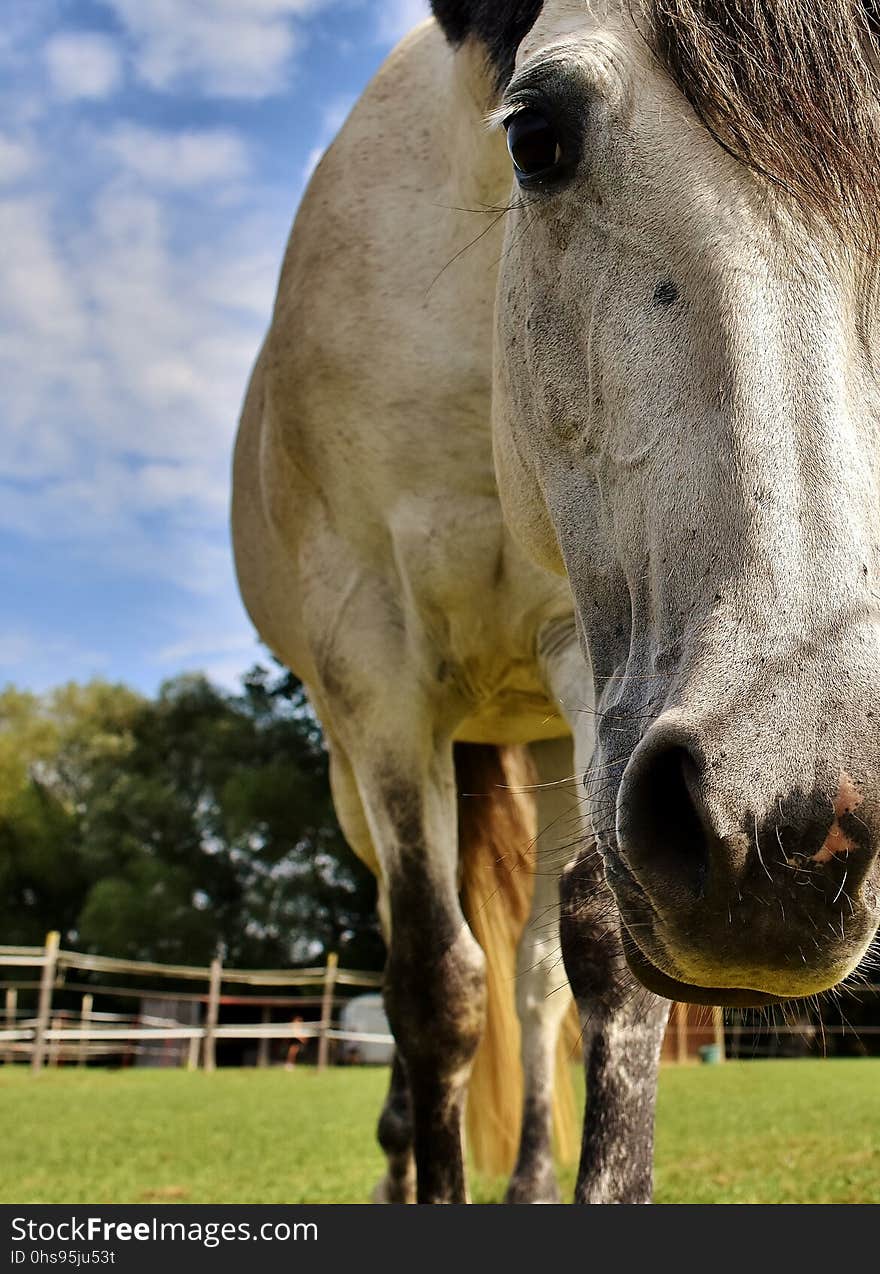 Horse, Mane, Horse Like Mammal, Pasture