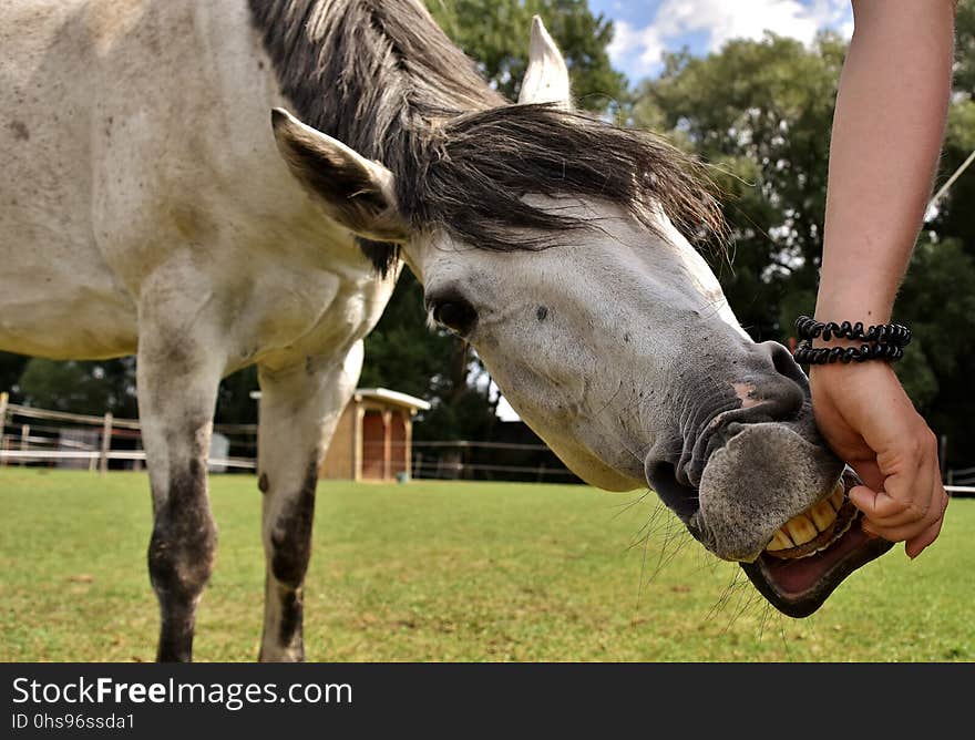 Horse, Bridle, Horse Like Mammal, Mane