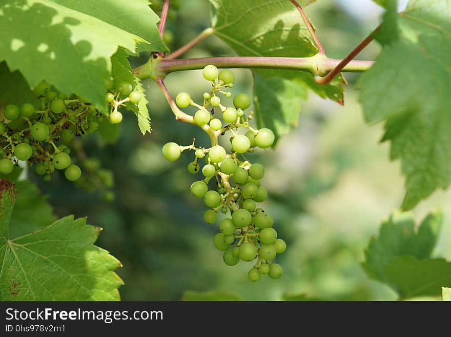 Grape, Grapevine Family, Seedless Fruit, Fruit