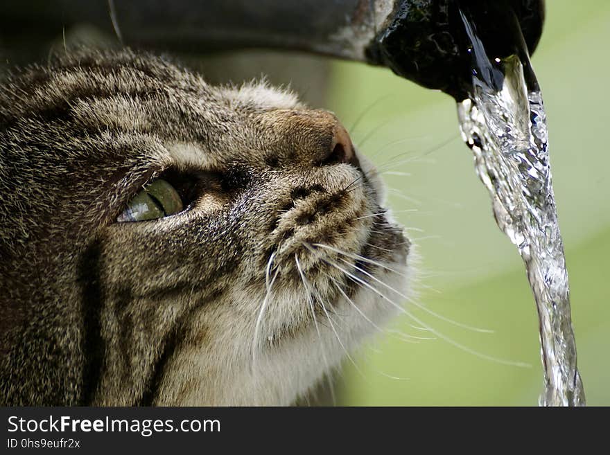 Cat, Whiskers, Small To Medium Sized Cats, Eye