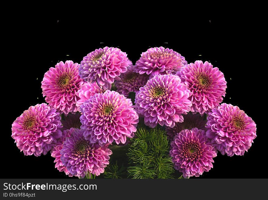 Flower, Chrysanths, Flowering Plant, Aster