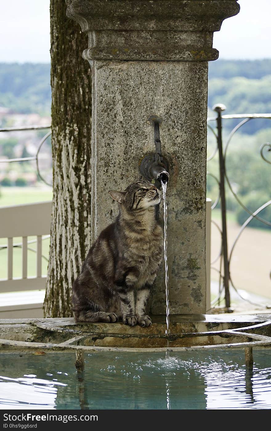 Water, Fauna, Reflection, Cat