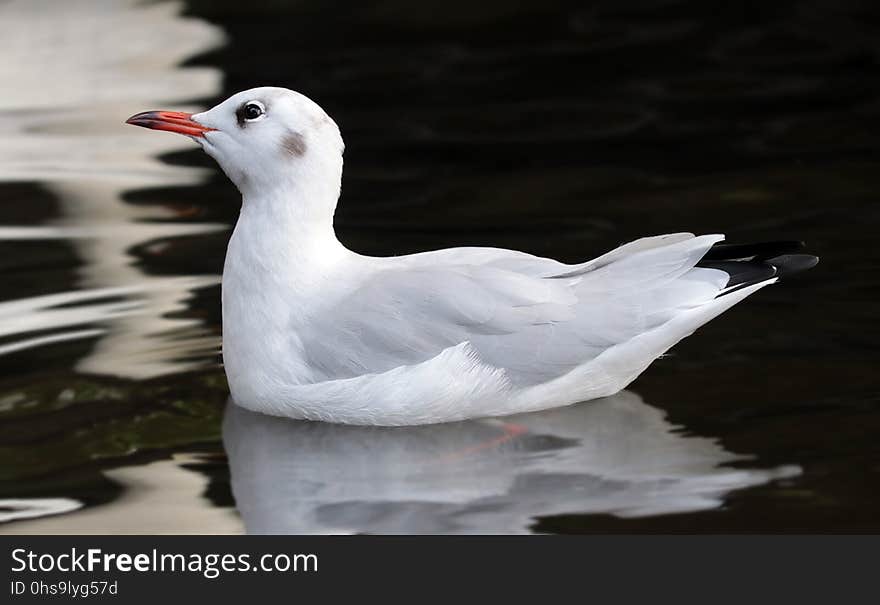 Bird, Seabird, Gull, Beak