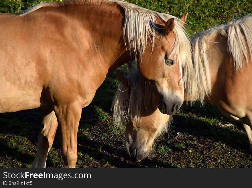 Horse, Mane, Mare, Horse Like Mammal