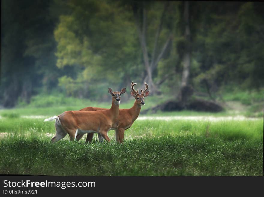 Wildlife, Deer, Fauna, Grassland